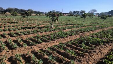 Jharkhand Farming