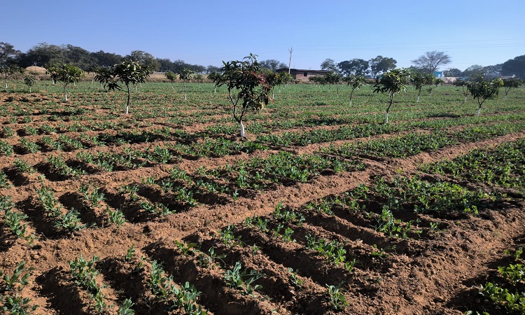 Jharkhand Farming